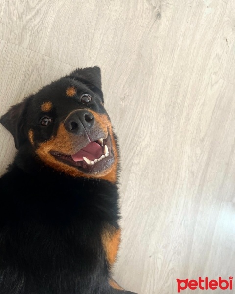 Amerikan Pitbull Terrier, Köpek  Sülfon fotoğrafı
