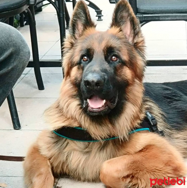 Alman Çoban Köpeği, Köpek  LEO fotoğrafı