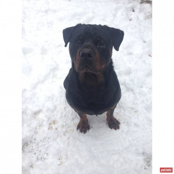 Rottweiler, Köpek  Odi fotoğrafı