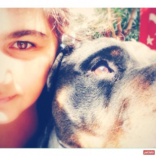 Rottweiler, Köpek  Odi fotoğrafı