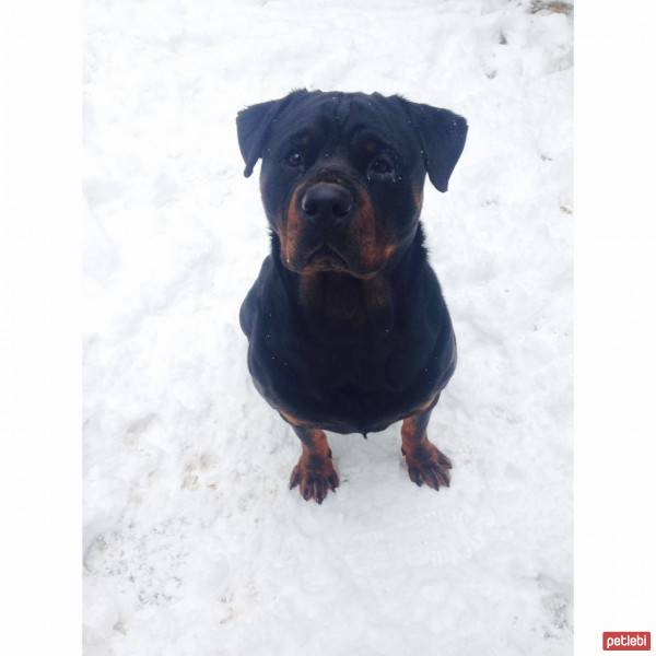 Rottweiler, Köpek  Odi fotoğrafı