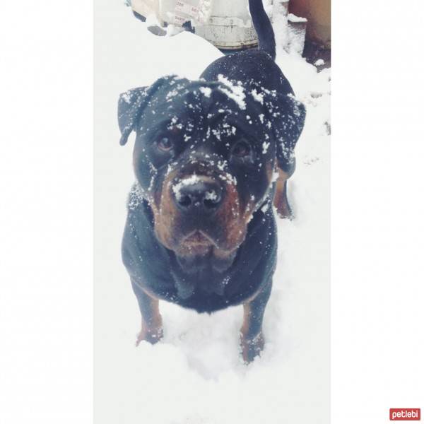 Rottweiler, Köpek  Odi fotoğrafı