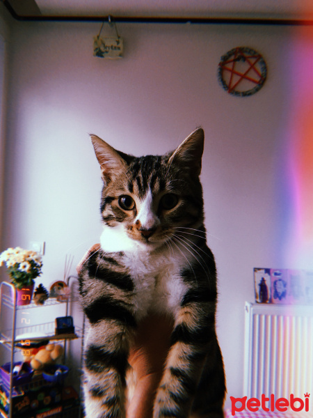 Tekir Kedi, Kedi  Potter fotoğrafı