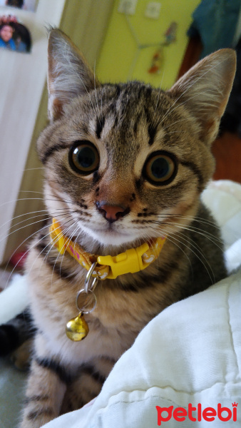 Tekir Kedi, Kedi  jenifer fotoğrafı