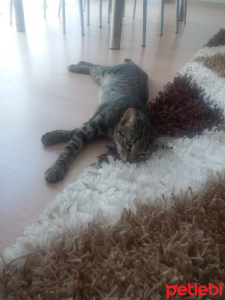Tekir Kedi, Kedi  Mila fotoğrafı