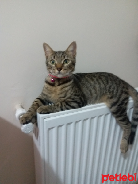Tekir Kedi, Kedi  Mila fotoğrafı
