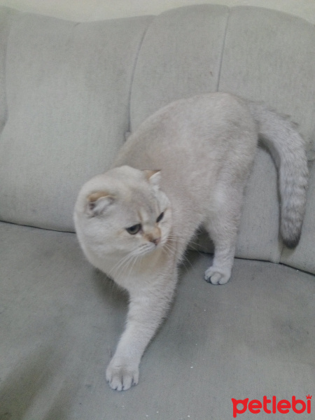 Scottish Fold, Kedi  Ares fotoğrafı