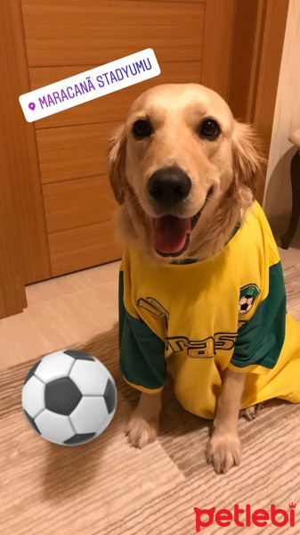 Golden Retriever, Köpek  Fıstık fotoğrafı