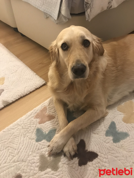 Golden Retriever, Köpek  Fıstık fotoğrafı