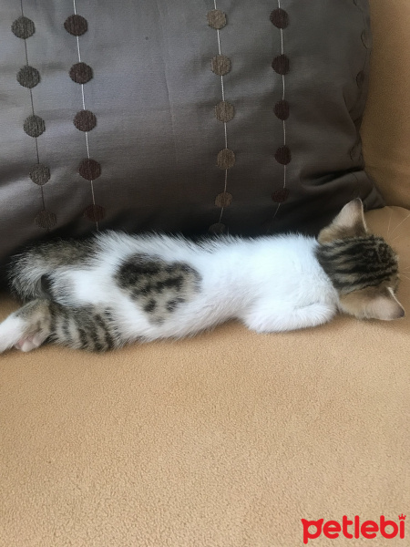 Tekir Kedi, Kedi  Bıdık fotoğrafı