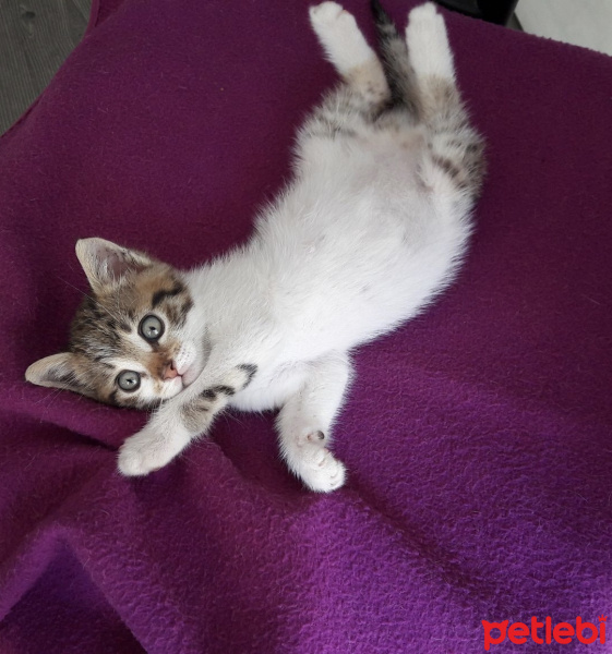 Tekir Kedi, Kedi  Bıdık fotoğrafı