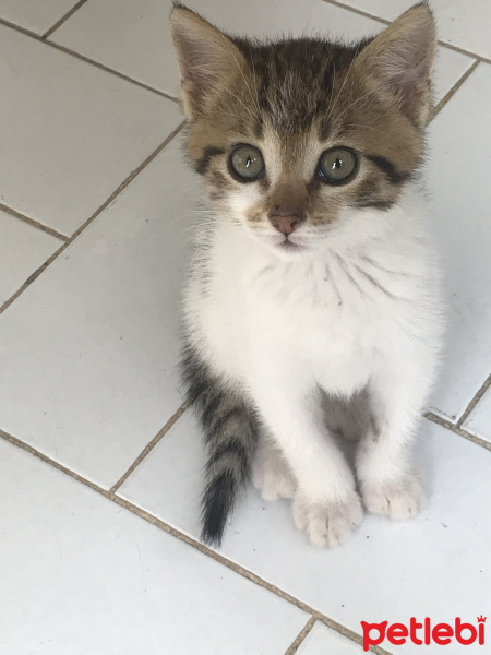 Tekir Kedi, Kedi  Bıdık fotoğrafı