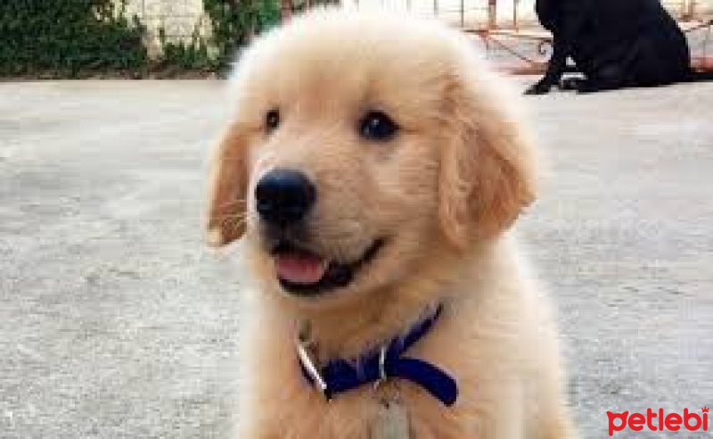 Golden Retriever, Köpek  pofuduk fotoğrafı