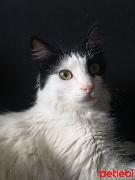 Tuxedo (Smokin) Kedi, Kedi  Meyve fotoğrafı