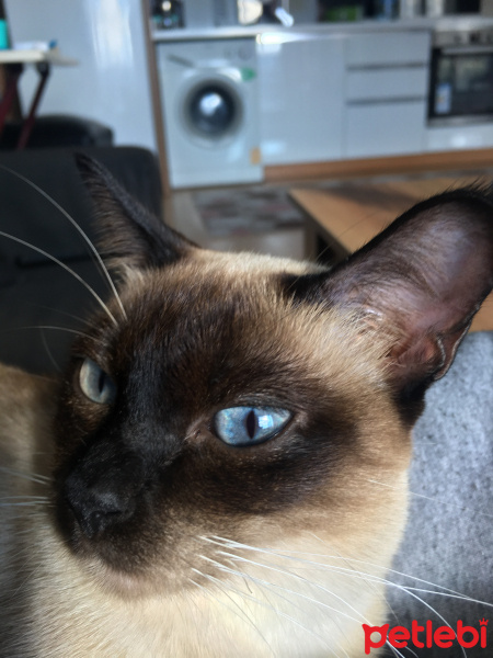 Siyam Kedisi, Kedi  Latte fotoğrafı