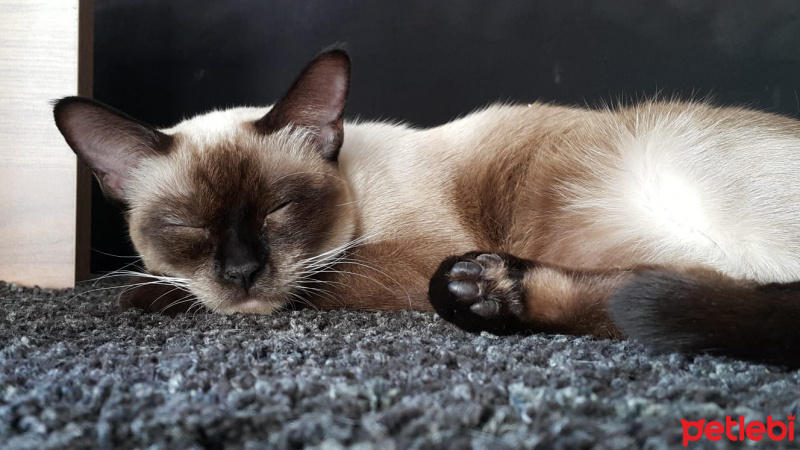 Siyam Kedisi, Kedi  Latte fotoğrafı