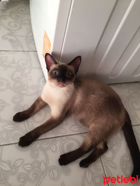 Siyam Kedisi, Kedi  Latte fotoğrafı