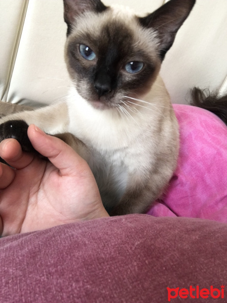 Siyam Kedisi, Kedi  Latte fotoğrafı