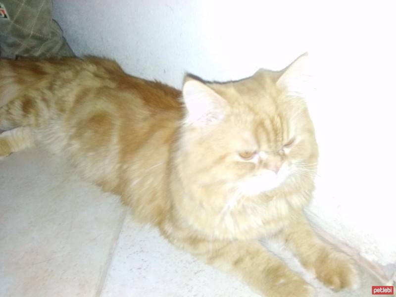 İran Kedisi (Persian), Kedi  Bambam fotoğrafı