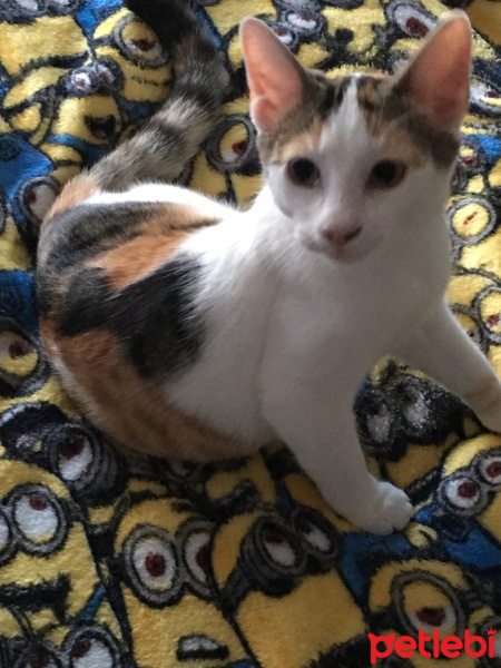 European Shorthair, Kedi  Seftali fotoğrafı
