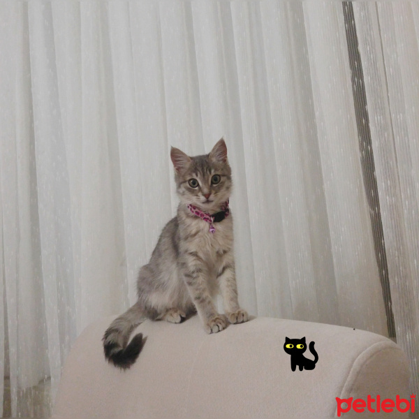 Tekir Kedi, Kedi  Yumak fotoğrafı