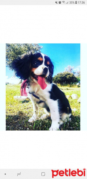 King Charles Spaniel, Köpek  Mathilda fotoğrafı
