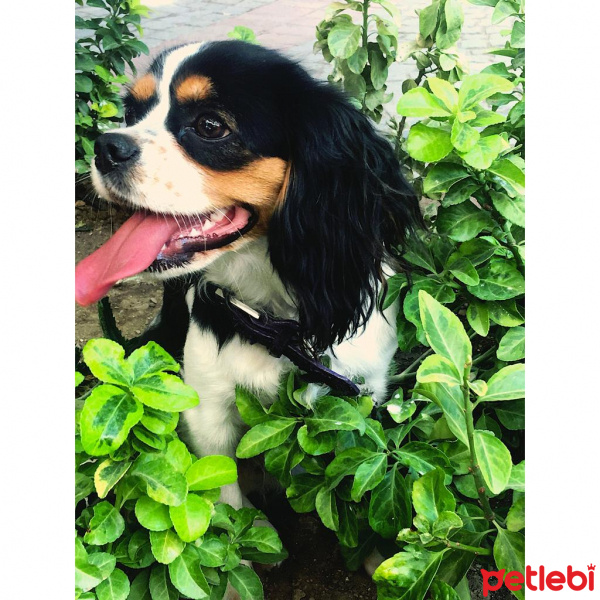 King Charles Spaniel, Köpek  Mathilda fotoğrafı