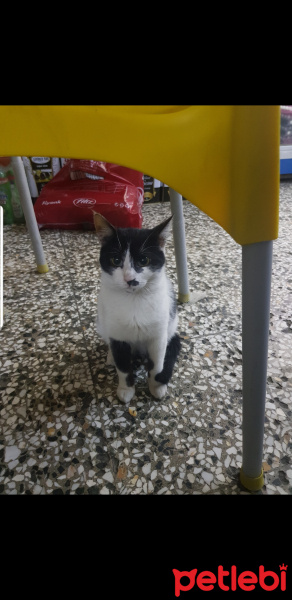 Sarman, Kedi  Benekli fotoğrafı