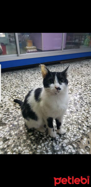Sarman, Kedi  Benekli fotoğrafı