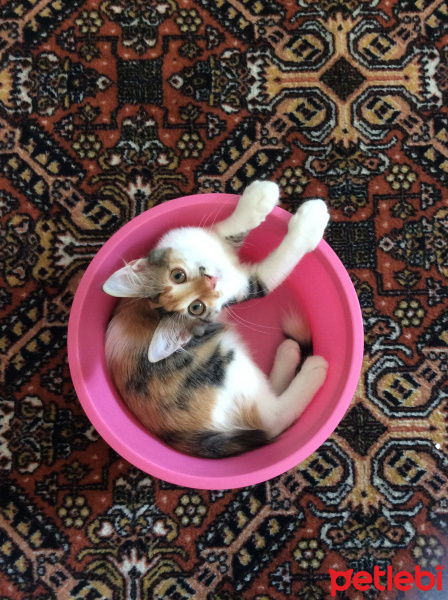 Tekir Kedi, Kedi  Üzüm fotoğrafı