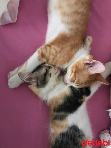 Tekir Kedi, Kedi  Üzüm fotoğrafı