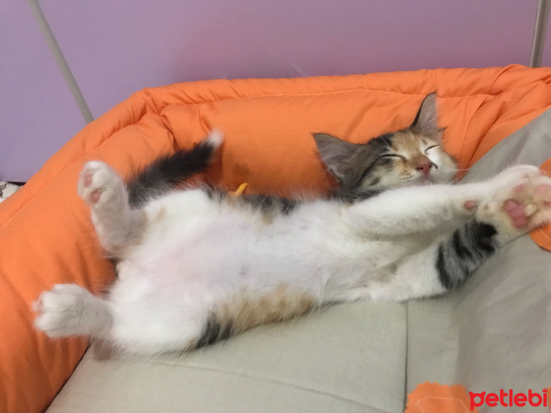 Tekir Kedi, Kedi  Üzüm fotoğrafı
