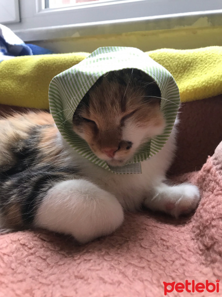 Tekir Kedi, Kedi  Üzüm fotoğrafı