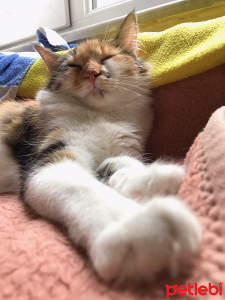 Tekir Kedi, Kedi  Üzüm fotoğrafı