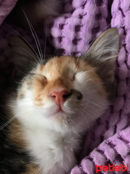 Tekir Kedi, Kedi  Üzüm fotoğrafı