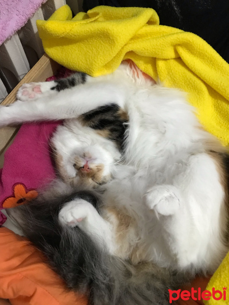 Tekir Kedi, Kedi  Üzüm fotoğrafı