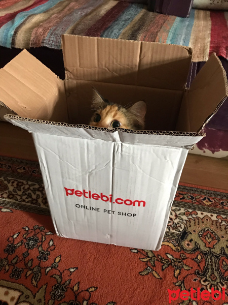 Tekir Kedi, Kedi  Üzüm fotoğrafı