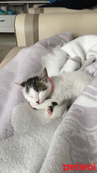 Tekir Kedi, Kedi  Liliş fotoğrafı
