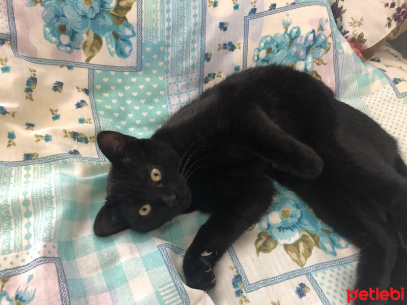 Tekir Kedi, Kedi  Şila fotoğrafı