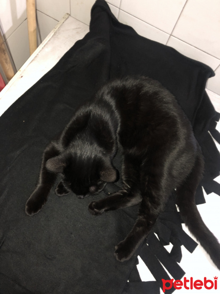 Tekir Kedi, Kedi  Şila fotoğrafı