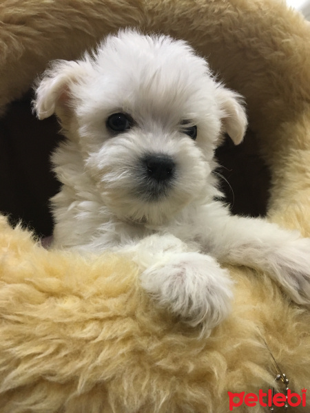 Maltese, Köpek  Maltese terrier fotoğrafı