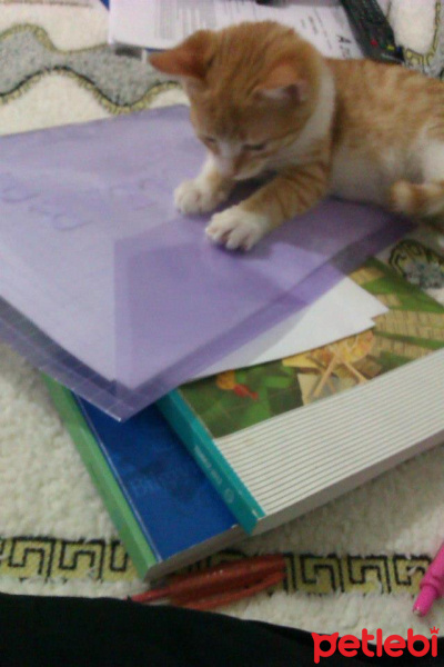 Sarman, Kedi  Güneş fotoğrafı