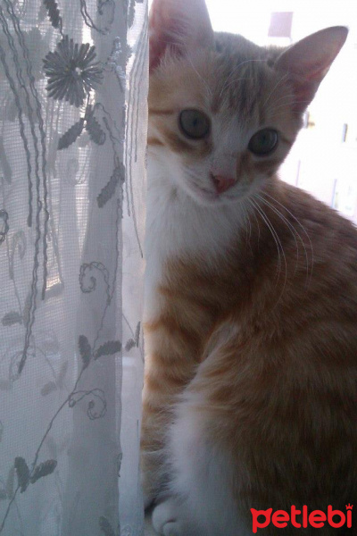 Sarman, Kedi  Güneş fotoğrafı