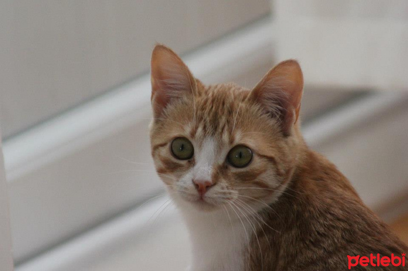 Sarman, Kedi  Güneş fotoğrafı