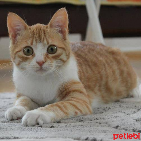 Sarman, Kedi  Güneş fotoğrafı