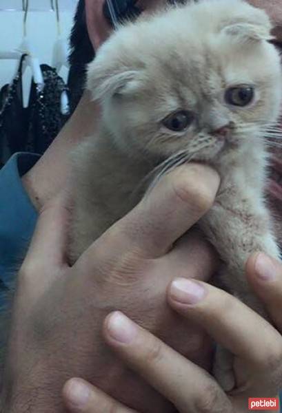 Scottish Fold, Kedi  poyraz fotoğrafı