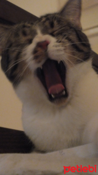 Tekir Kedi, Kedi  EFEŞ fotoğrafı