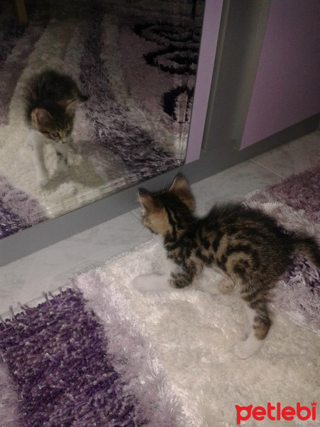 Tekir Kedi, Kedi  EFEŞ fotoğrafı
