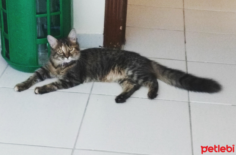 Tekir Kedi, Kedi  Tessa fotoğrafı