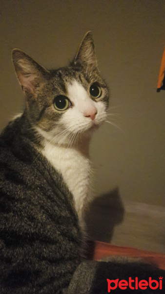 Tekir Kedi, Kedi  Suzi fotoğrafı